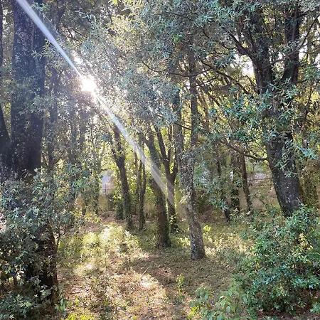 Daire Rifugio Del Bosco In The Heart Of Aggius